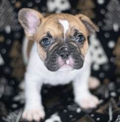 Female 8 weeks French Bulldog for sale