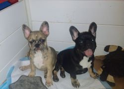 2 AKC French Bulldog puppies available- females