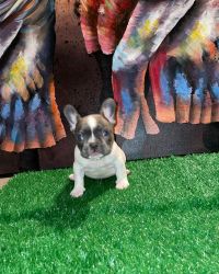 Frenchie Puppies For sale