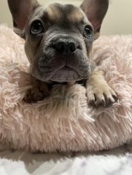 Frenchie Puppy for sale
