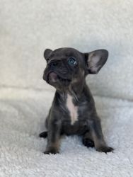 French Bulldog pups for sale!