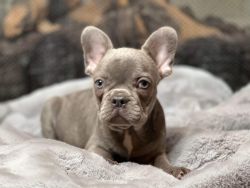 Frenchie for sale today!