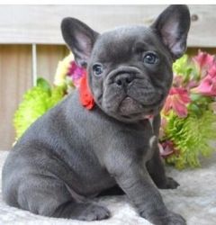 Healthy French Bulldog Puppies Available