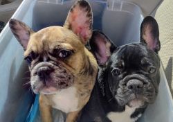 Adorable French Bulldog puppies AKC 2 Females available