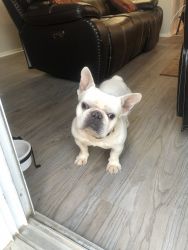 1 1/2 years old French bulldog for sale all white please call 725-465-