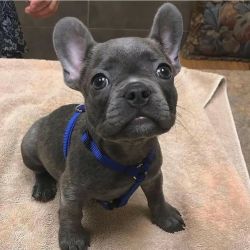 Healthy frenchy for sale