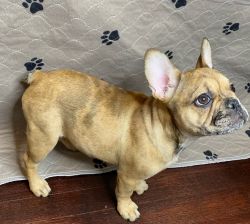 1 Female puppy AKC!! 4 month old French Bulldog puppy Available!!!
