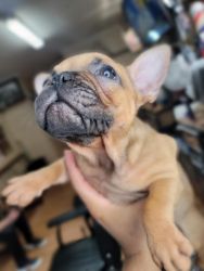10 week old red fawn frenchie