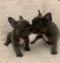 Blue French bulldog puppies
