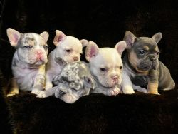 French Bulldog Puppies Ready For New homes