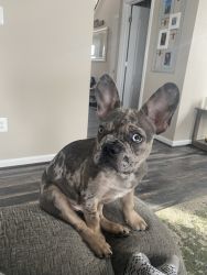 Frenchie for sale!