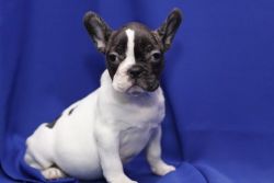 Frenchies looking to get re home
