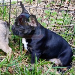 Adorable French Bulldog puppies- 2 females available