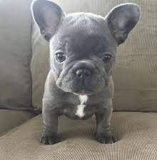 Adorable frenchies
