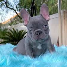 French bulldog puppies for rehoming