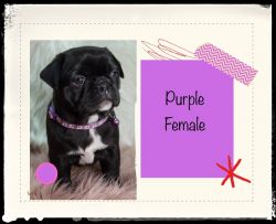 Frug puppies located in Pikeville Ky 1 make 2 females