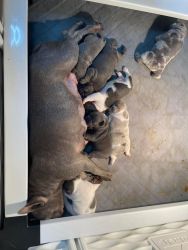 805fabfrenchies 4 week old AKC Frenchies for sale