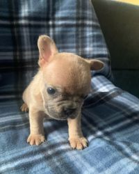 5 week old frenchies