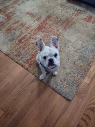 11 month old lovable Frenchie for sale