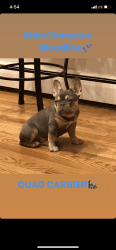 Lilac French bulldog for sale
