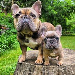 Adorable French bulldog puppies