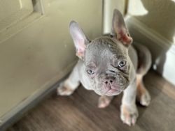 Full breed frenchie