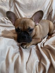 Akc registered French bulldogs