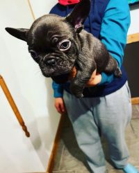 French bull dog 8 weeks old