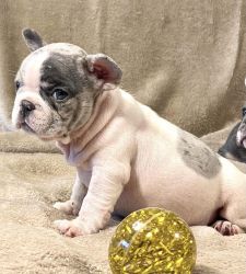 Exotic French Bulldog Puppies - BINO