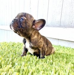 Exotic French Bulldog Puppies - DIDDY