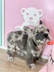 luxuriouse french bulldog for sale