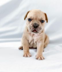 French Bulldog puppies for sale !