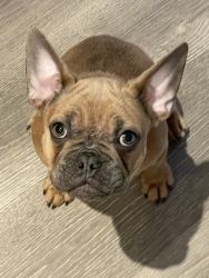 Raleigh frenchie, blue fawn