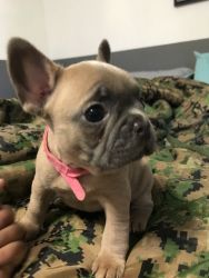AKC French bulldogs ready for their furever home