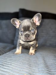 OUTSTANDING LILAC & TAN MASKLESS FRENCH BULLDOGS