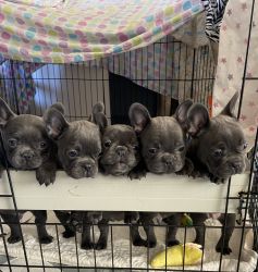 Beautiful Blue French Bulldog Puppies For Sale