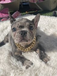 Akc French bulldogs 6 available Merle blue tan and kinds