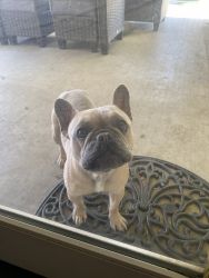Frenchie For sale