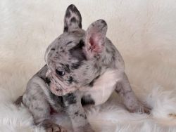 Adorables Frenchies Males & Females