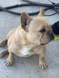 Pure breed frenchie AKC certified