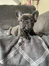 Beautiful Blue French Bulldog Puppy For Sale