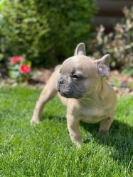 AKC registered French Bulldog puppies