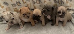 Frenchie Babies