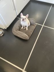 20 months old Frenchie -white