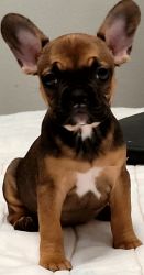 French bulldog puppy available