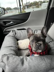 Gus the Frenchie