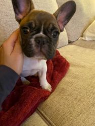 15 weeks AKC papers French Bulldog