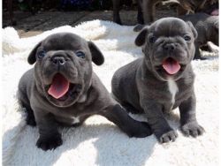 Excellent charming French Bulldog Puppies for sale