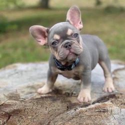 Best French bulldogs for sale