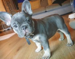 Cutest frenchie for sale